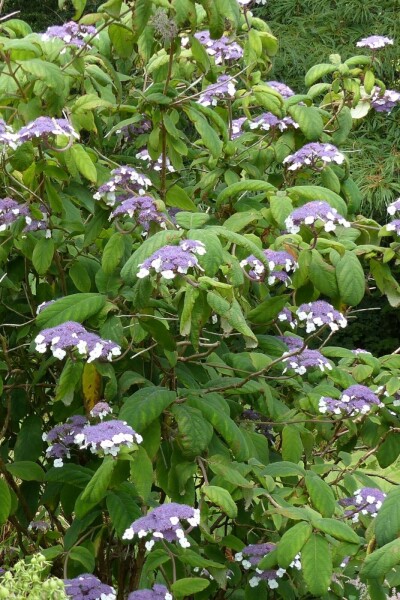 Raue hortensie Hydrangea aspera 'Sargentiana' strauch 40-60 C7,5 Hydrangea aspera 'Sargentiana' Strauch 40-60 cm