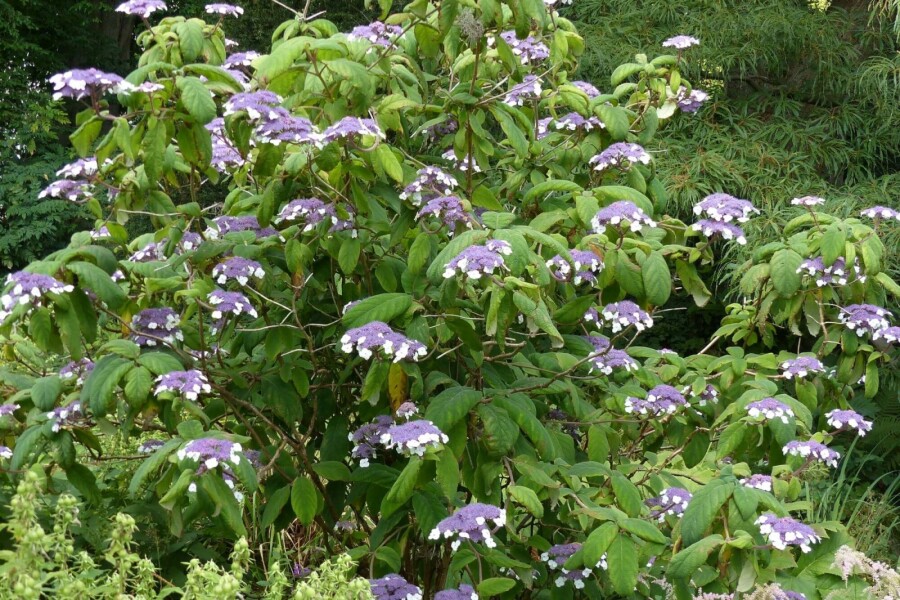 Raue hortensie Hydrangea aspera 'Sargentiana' strauch 40-60 C7,5 Hydrangea aspera 'Sargentiana' Strauch 40-60 cm
