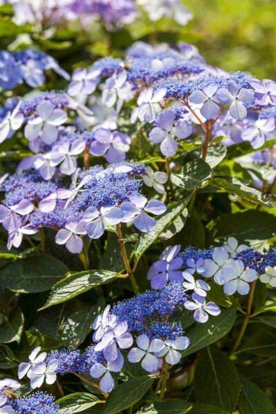 Bauernhortensie Hydrangea macrophylla 'Mariesii Perfecta' strauch 25-30 C2 Hydrangea macrophylla 'Mariesii Perfecta' Strauch 25-30 cm