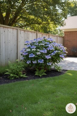 Hydrangea macrophylla 'Mariesii Perfecta' Strauch 25-30 cm