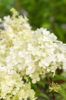 Rispenhortensie Hydrangea paniculata 'Bobo' strauch 30-40 C3 Hydrangea paniculata 'Bobo' Strauch 30-40 cm
