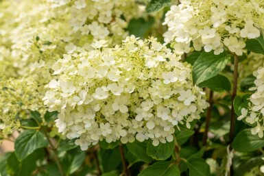 Rispenhortensie Hydrangea paniculata 'Bobo' strauch 30-40 C3 Hydrangea paniculata 'Bobo' Strauch 30-40 cm