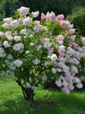 Rispenhortensie Hydrangea paniculata 'Grandiflora' strauch 50-60 C5 Hydrangea paniculata 'Grandiflora' Strauch 50-60 cm