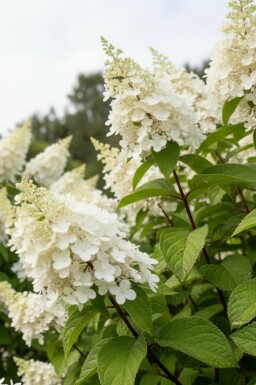 Hydrangea paniculata 'Kyushu' Strauch 40-50 cm