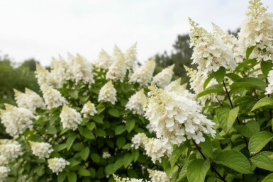 Hydrangea paniculata 'Kyushu' Strauch 40-50 cm