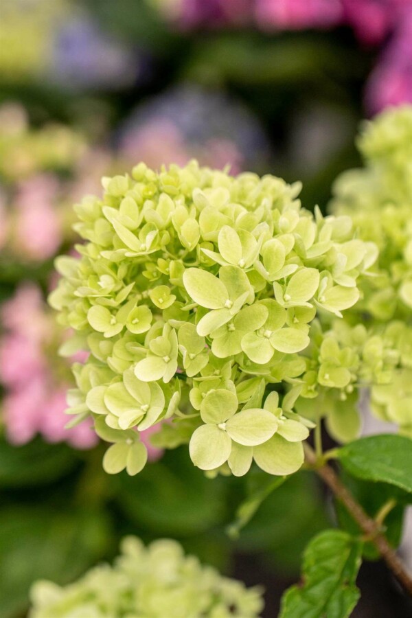 Rispenhortensie Hydrangea paniculata 'Little Lime' strauch 50-60 C7,5 Hydrangea paniculata 'Little Lime' Strauch 50-60 cm