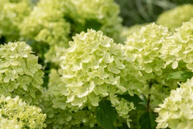 Rispenhortensie Hydrangea paniculata 'Little Lime' strauch 50-60 C7,5 Hydrangea paniculata 'Little Lime' Strauch 50-60 cm