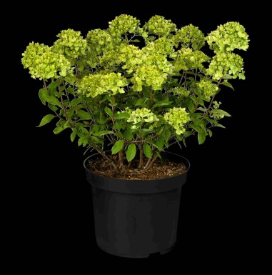 Rispenhortensie Hydrangea paniculata 'Little Lime' strauch 50-60 C7,5 Hydrangea paniculata 'Little Lime' Strauch 50-60 cm