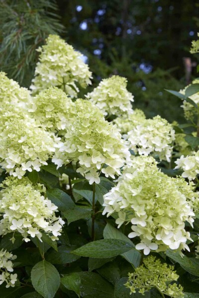 Rispenhortensie Hydrangea paniculata 'Little Spooky' strauch 30-40 C7,5 Hydrangea paniculata 'Little Spooky' Strauch 30-40 cm