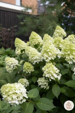 Hydrangea paniculata 'Little Spooky' Strauch 30-40 cm