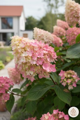Hydrangea paniculata 'Pink Diamond' Strauch 25-30 cm