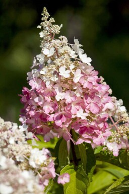 Rispenhortensie Hydrangea paniculata 'Pinky Winky' strauch 40-60 C3 Hydrangea paniculata 'Pinky Winky' Strauch 40-60 cm