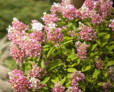 Rispenhortensie Hydrangea paniculata 'Pinky Winky' strauch 40-60 C3 Hydrangea paniculata 'Pinky Winky' Strauch 40-60 cm