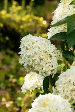 Rispenhortensie Hydrangea paniculata 'Skyfall' strauch 50-60 C5 Hydrangea paniculata 'Skyfall' Strauch 50-60 cm