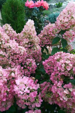 Rispenhortensie Hydrangea paniculata 'Sundae Fraise' strauch 25-30 C3 Hydrangea paniculata 'Sundae Fraise' Strauch 25-30 cm
