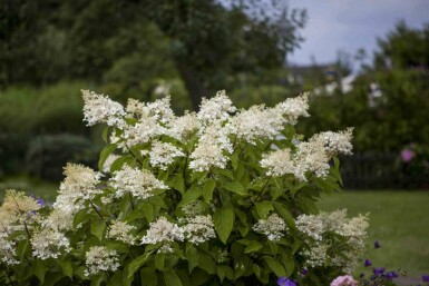 Rispenhortensie Hydrangea paniculata 'Unique' strauch 40-50 C2 Hydrangea paniculata 'Unique' Strauch 40-50 cm
