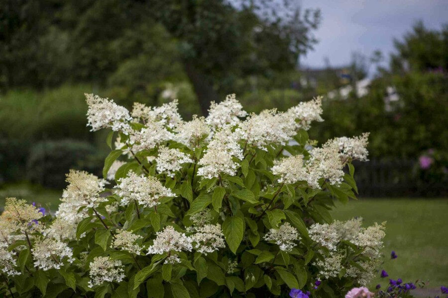 Rispenhortensie Hydrangea paniculata 'Unique' strauch 50-60 C5 Hydrangea paniculata 'Unique' Strauch 50-60 cm