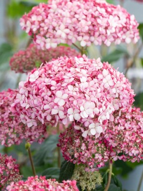 Schneeballhortensie Hydrangea 'Pink Annabelle' strauch 25-30 C3 Hydrangea 'Pink Annabelle' Strauch 25-30 cm