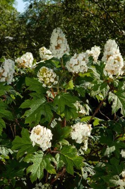 Eichenblatthortensie Hydrangea quercifolia strauch 25-30 C2 Hydrangea quercifolia Strauch 25-30 cm