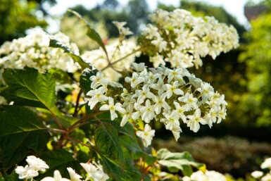 Eichenblatthortensie Hydrangea quercifolia strauch 25-30 C2 Hydrangea quercifolia Strauch 25-30 cm