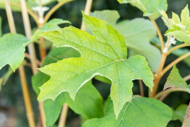 Eichenblatthortensie Hydrangea quercifolia strauch 60-80 C10 Hydrangea quercifolia Strauch 60-80 cm