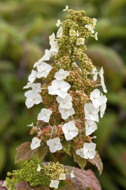 Kein Bild verfügbar