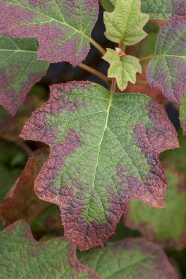 Eichenhortensie Hydrangea quercifolia 'Burgundy' strauch 50-60 C5 Hydrangea quercifolia 'Burgundy' Strauch 50-60 cm