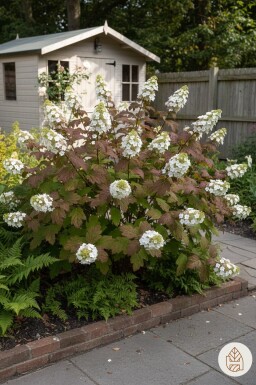 Hydrangea quercifolia 'Burgundy' Strauch 50-60 cm