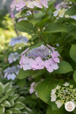 Hydrangea serrata 'Bluebird' Strauch 25-30 cm