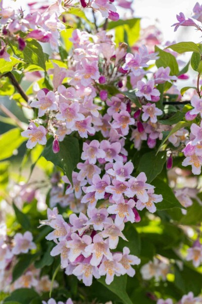 Perlmuttstrauch Kolkwitzia amabilis strauch 50-60 C6,5 Kolkwitzia amabilis Strauch 50-60 cm