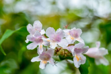 Perlmuttstrauch Kolkwitzia amabilis strauch 50-60 C6,5 Kolkwitzia amabilis Strauch 50-60 cm