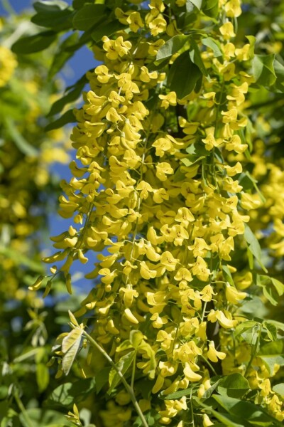 Goldregen Laburnum anagyroides strauch 150-175 C5 Laburnum anagyroides Strauch 150-175 cm