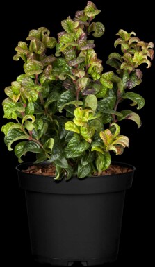 Traubenheide Leucothoe axillaris 'Curly Red' strauch 30-35 C5 Leucothoe axillaris 'Curly Red' Strauch 30-35 cm