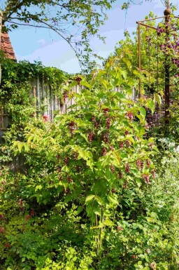 Karamellbeere Leycesteria formosa strauch 40-45 C3 Leycesteria formosa Strauch 40-45 cm