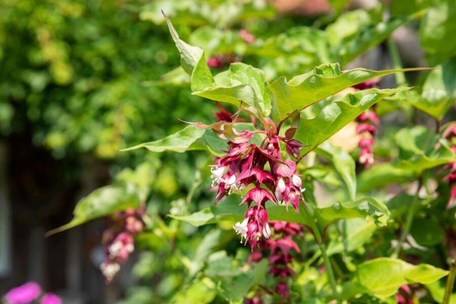 Karamellbeere Leycesteria formosa strauch 40-45 C3 Leycesteria formosa Strauch 40-45 cm