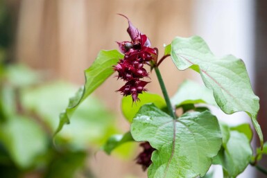 Karamellbeere Leycesteria formosa strauch 40-45 C3 Leycesteria formosa Strauch 40-45 cm