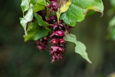 Karamellbeere Leycesteria formosa strauch 40-45 C3 Leycesteria formosa Strauch 40-45 cm