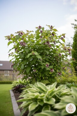 Leycesteria formosa 'Purple Rain' Strauch 35-40 cm