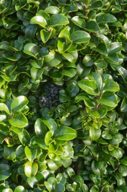 Japanischer liguster Ligustrum japonicum 'Rotundifolium' strauch 25-30 C3 Ligustrum japonicum 'Rotundifolium' Strauch 25-30 cm