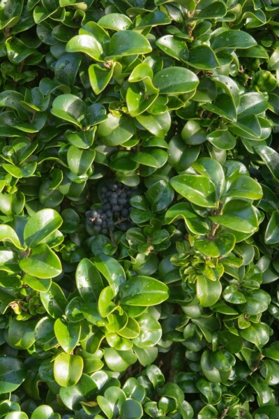 Japanischer liguster Ligustrum japonicum 'Rotundifolium' strauch 80-100 C12 Ligustrum japonicum 'Rotundifolium' Strauch 80-100 cm