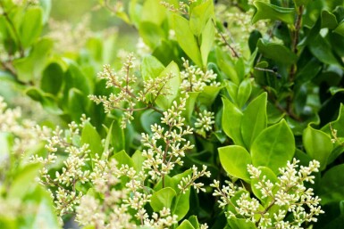 Japanischer liguster Ligustrum japonicum 'Texanum' strauch 30-40 C3 Ligustrum japonicum 'Texanum' Strauch 30-40 cm