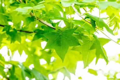 Amberbaum Liquidambar styraciflua strauch 100-125 C12 Liquidambar styraciflua Strauch 100-125 cm