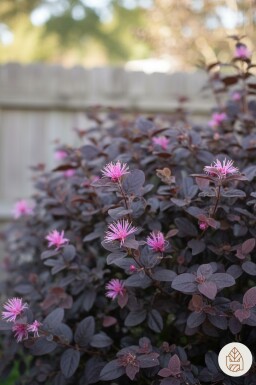 Loropetalum chinense 'Fire Dance' Strauch 25-30 cm