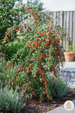 Lycium barbarum Strauch 40-50 cm