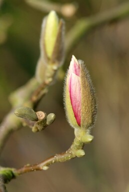 Magnolia soulangeana Strauch 50-80 cm