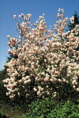 Magnolia soulangeana Strauch 50-80 cm