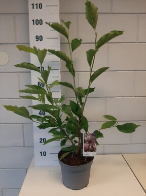 Magnolia soulangeana Strauch 50-80 cm