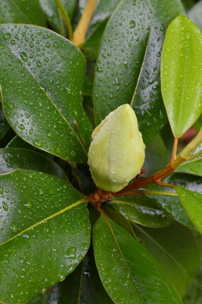 Immergrüne magnolie Magnolia grandiflora 'Gallissoniere' strauch 100-125 C15 Magnolia grandiflora 'Gallissoniere' Strauch 100-125 cm