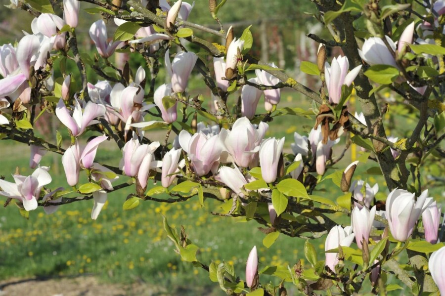 Magnolie Magnolia 'Heaven Scent' strauch 50-80 C5 Magnolia 'Heaven Scent' Strauch 50-80 cm