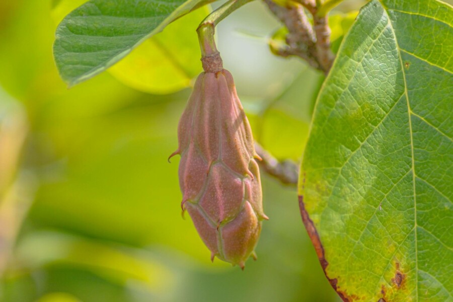 Siebolds magnolie Magnolia sieboldii strauch 40-60 C3 Magnolia sieboldii Strauch 40-60 cm